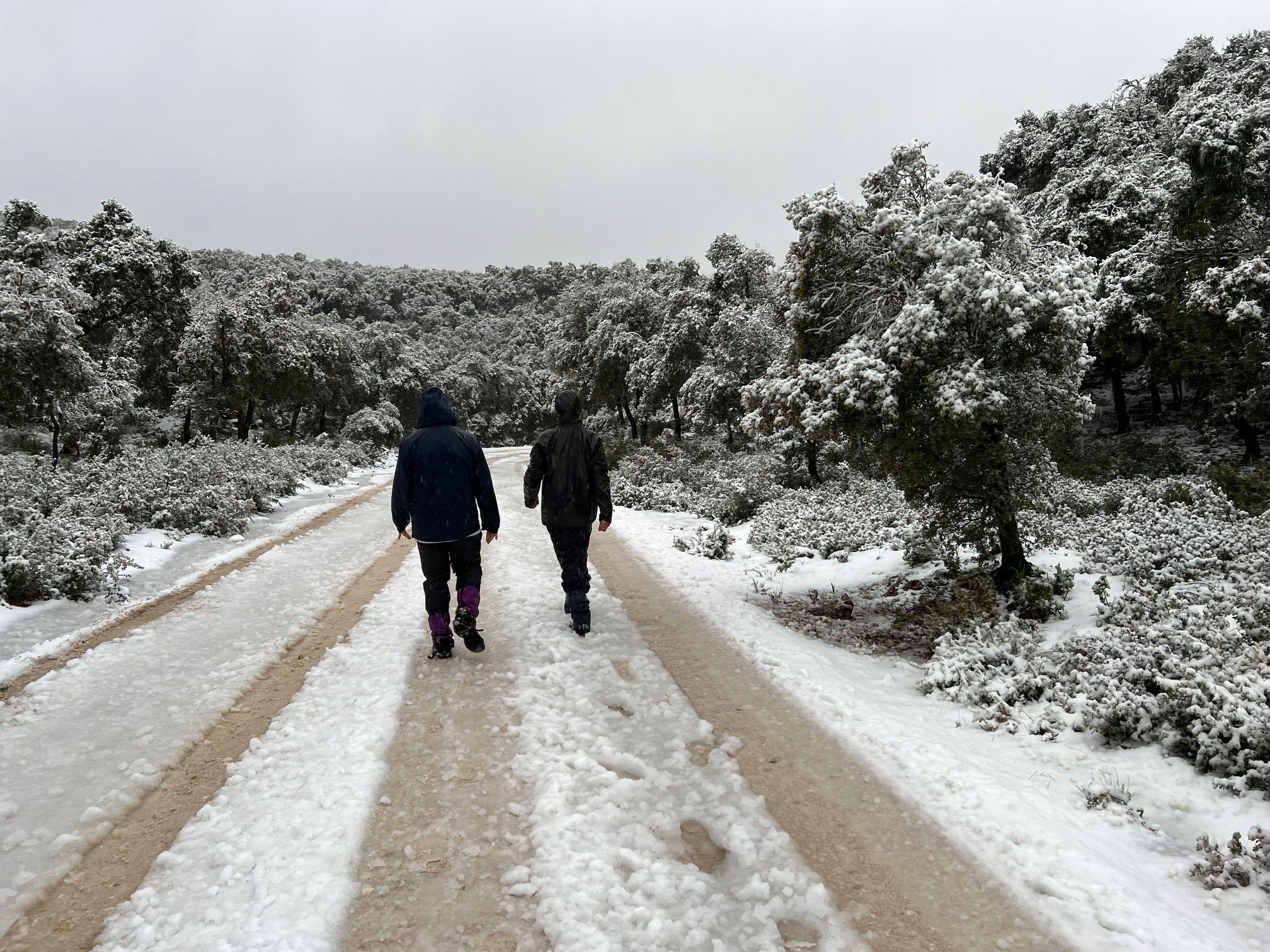 El Parque Nacional Sierra de las Nieves se ha cubierto de blanco esta mañana.
