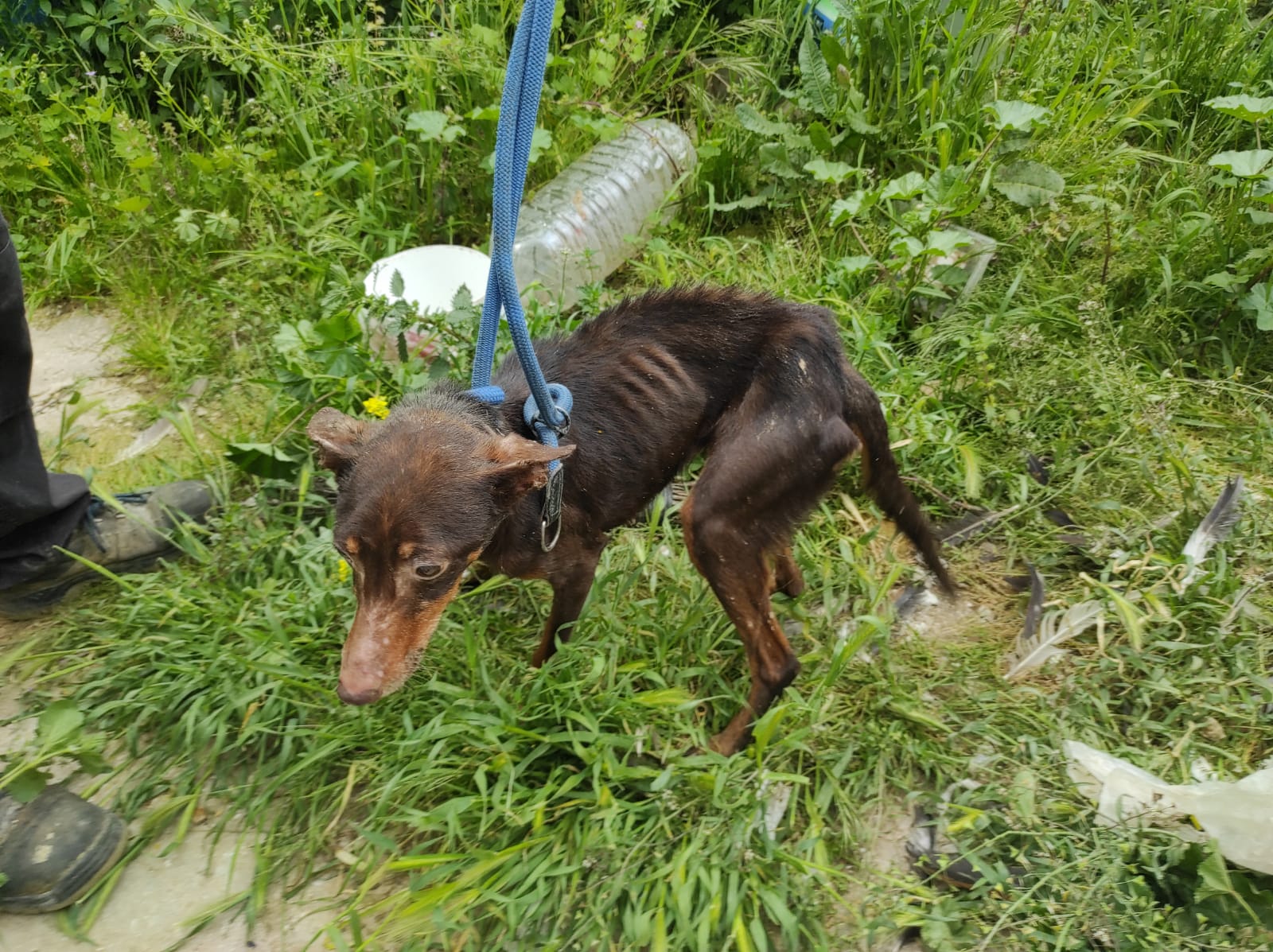 Imagen de uno de los perros rescatados por la Policía Local.