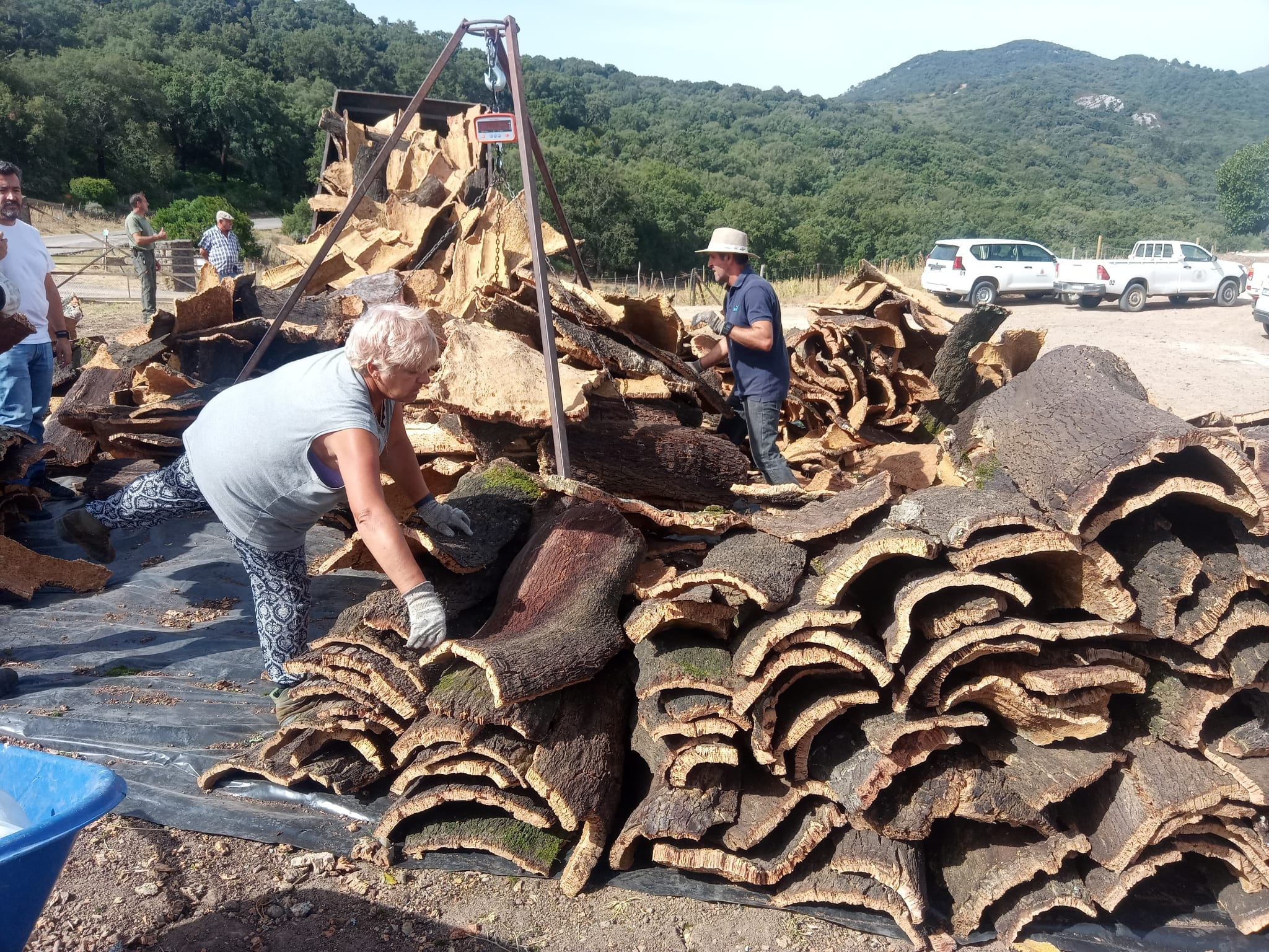 El Ayuntamiento logra ingresar 800.000 euros con la venta del corcho de los Montes de Propios