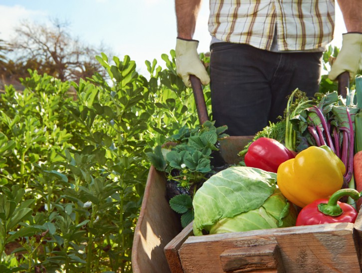 Agricultura abre el plazo para solicitar el programa Cultiva