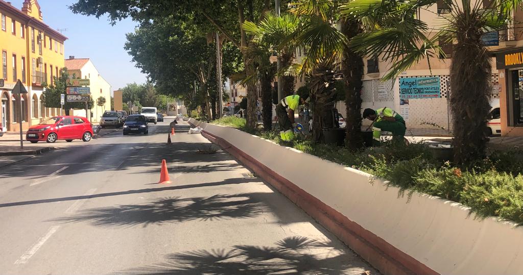 Operarior realizan labores de acondicionamiento en los jardines de la avenida de Málaga.