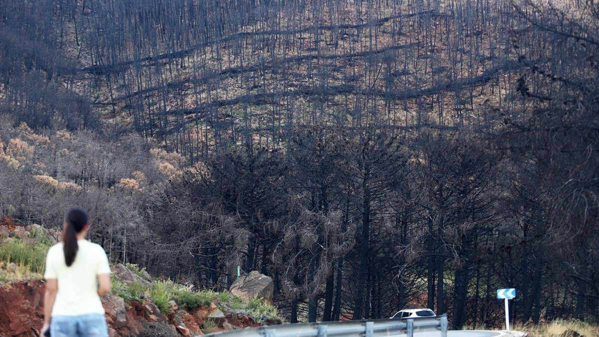 El incendio calcinó una gran parrte de la masa forestal de Sierra Bermeja.