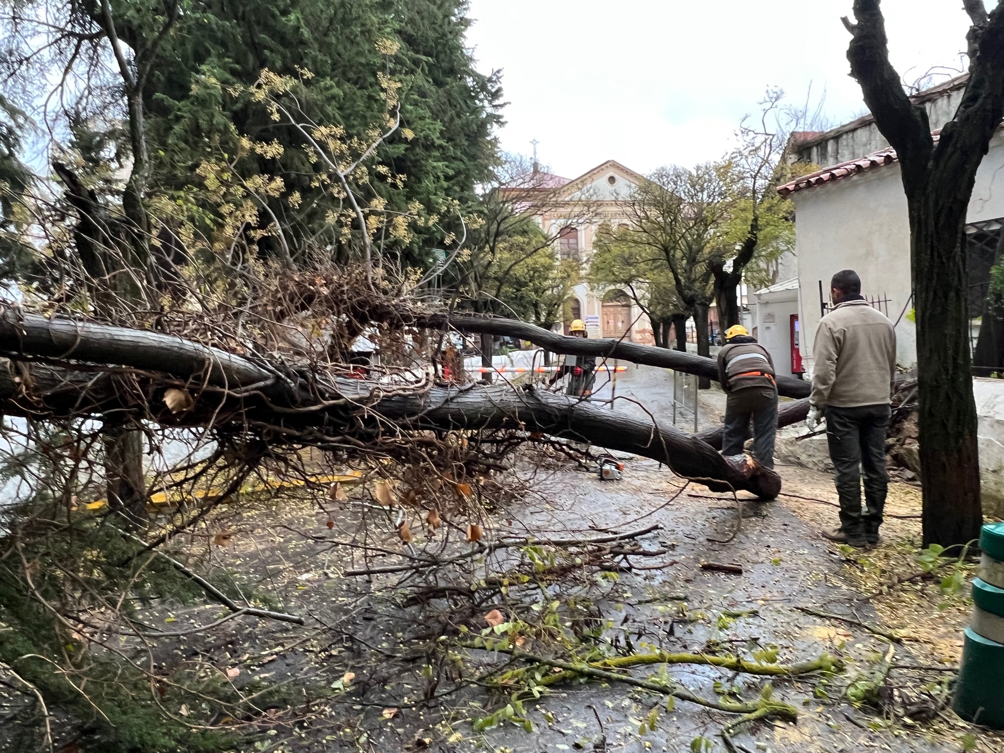 El temporal deja más de 70 litros de agua en las últimas horas y provoca la caída de árboles y ramas