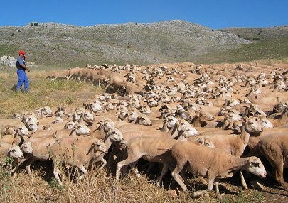 La ganadería es uno de los elementos fundamentales del Parque Nacional Sierra de las Nieves.