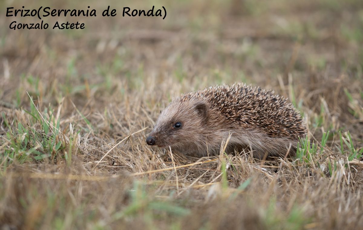 Imagen de un erizo paseando por la Serranía de Ronda. Foto Gonzalo Astete.
