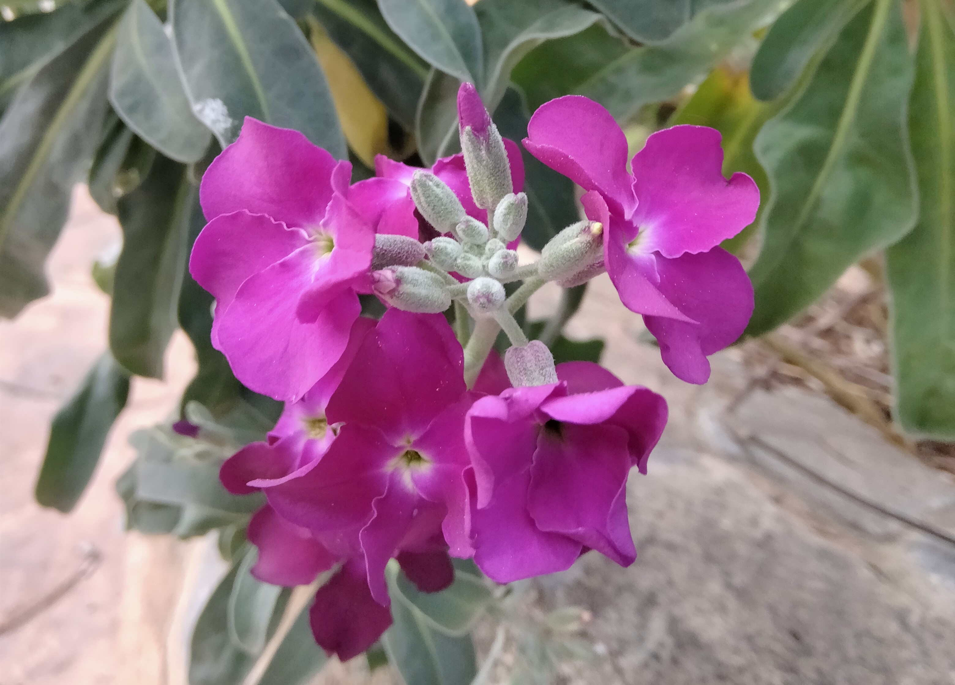 Imagen de una planta de alhelí tomada en la comarca rondeña.