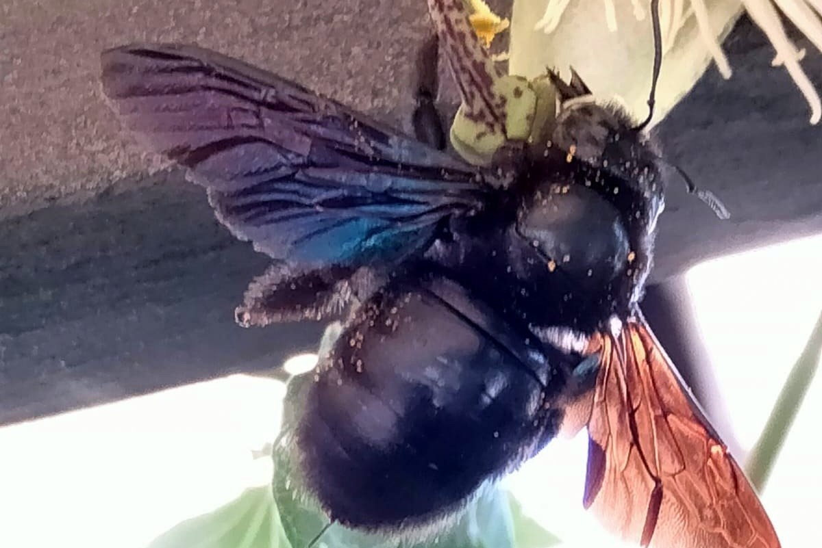 Momento en el que un abejorro depreda a una araña en una hoja.