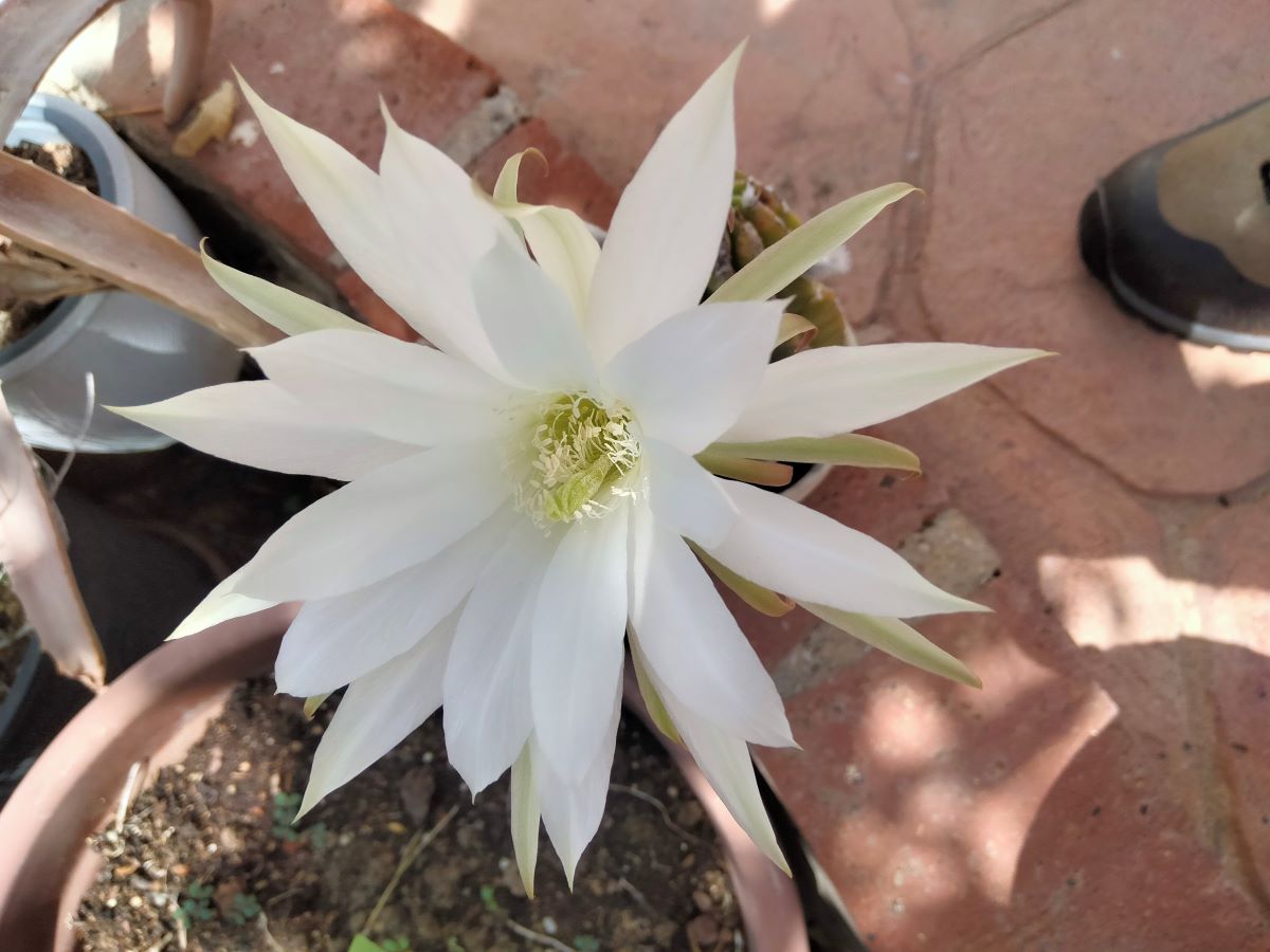 Las flores de este género de suculentas suelen abrirse tras la puesta de sol y apenas duran uno o dos días