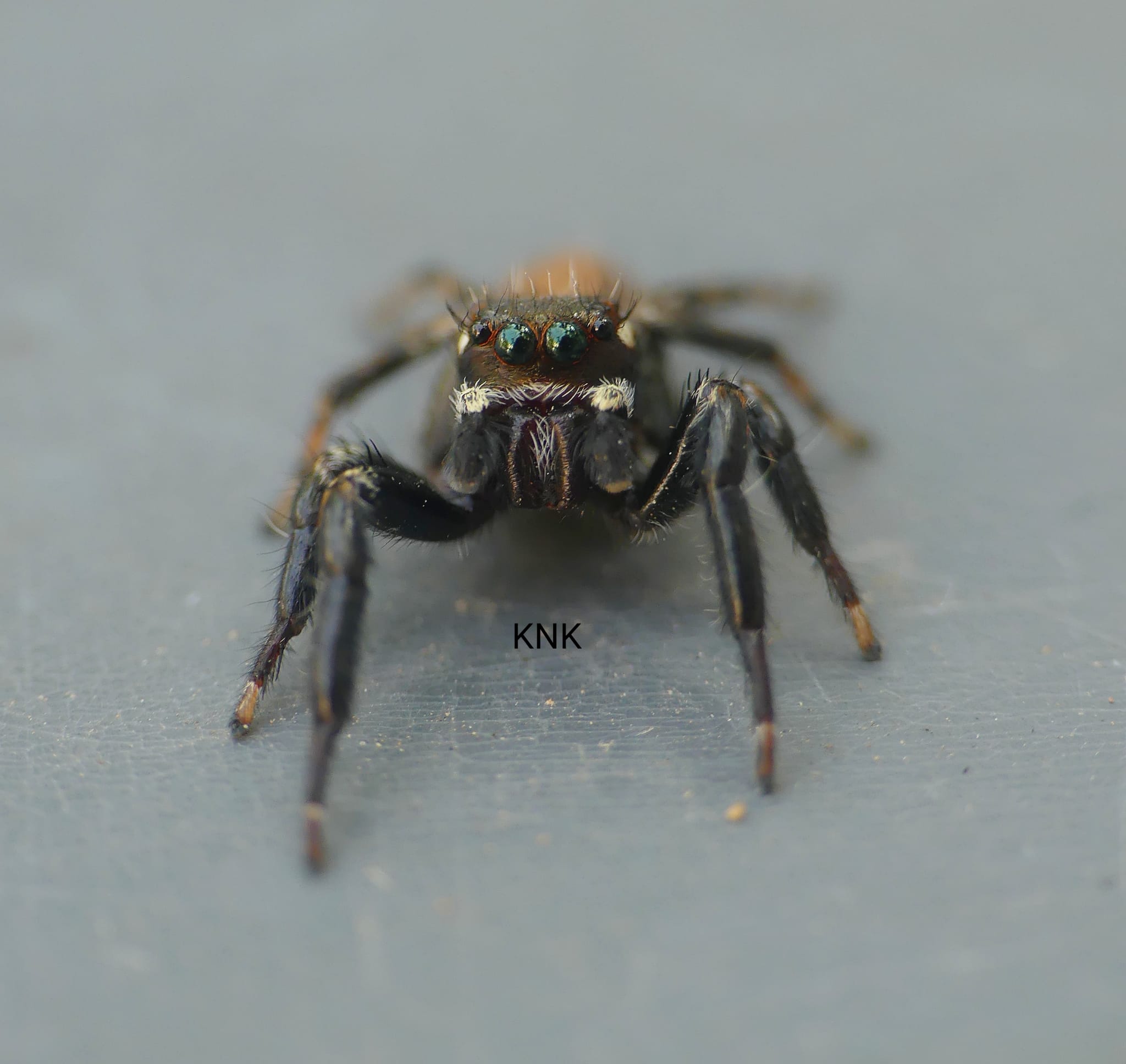 Imagen de una araña saltarina localizada en la Serranía. Foto: José María Canca Guerra.