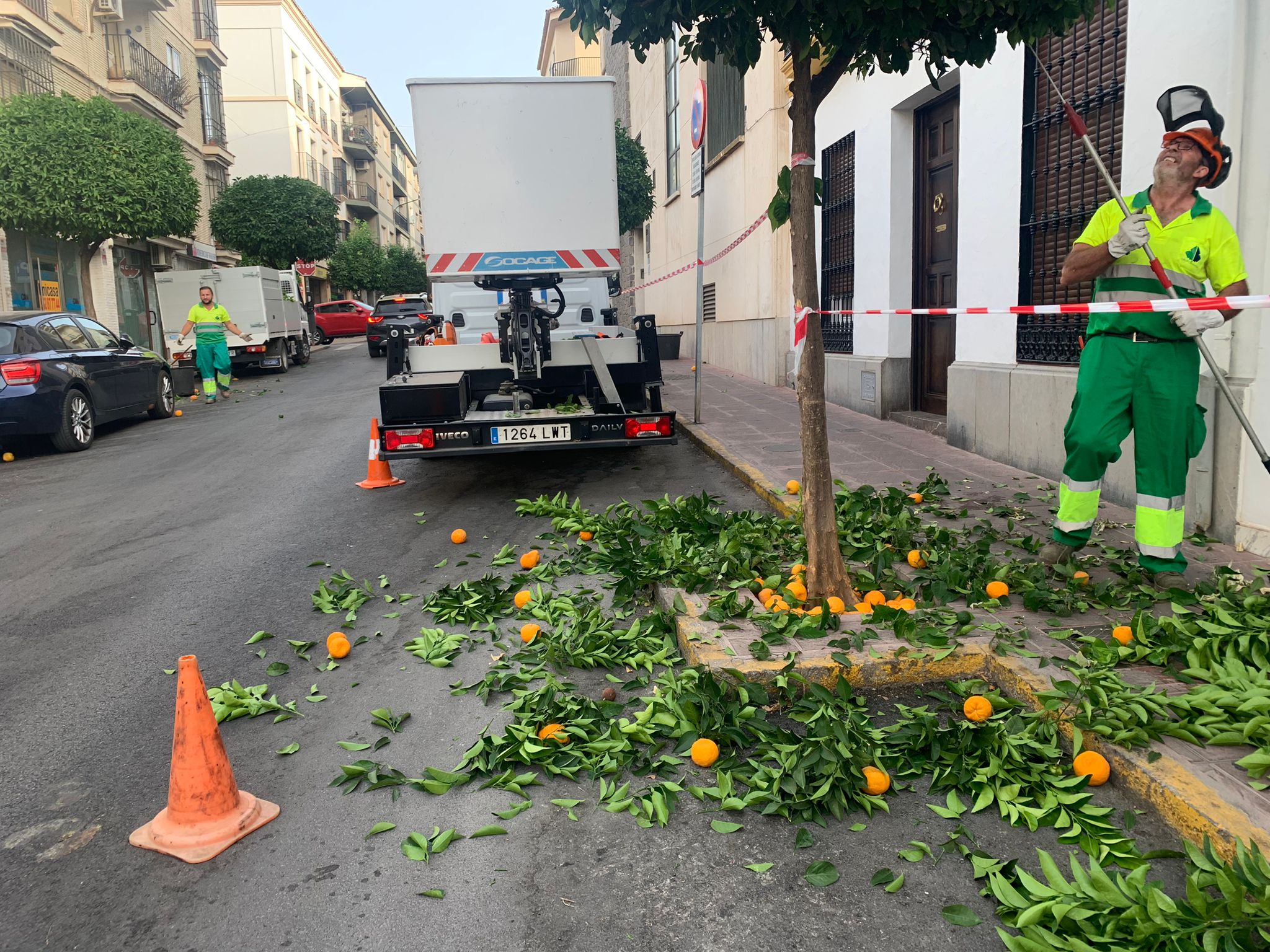 Durante estos días una empresa especializada en poda está embelleciendo los naranjos.