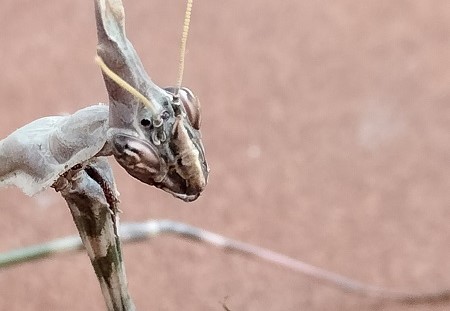 Imagen de una mantis religiosa tomada en la Serranía de Ronda. Foto Andrés Pasoslargos.