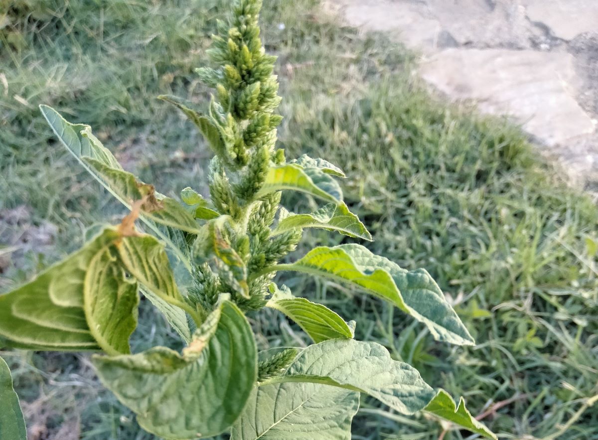 Plantas de la Serranía de Ronda: Amarato común. Bledo. Amaranthus retroflexus
