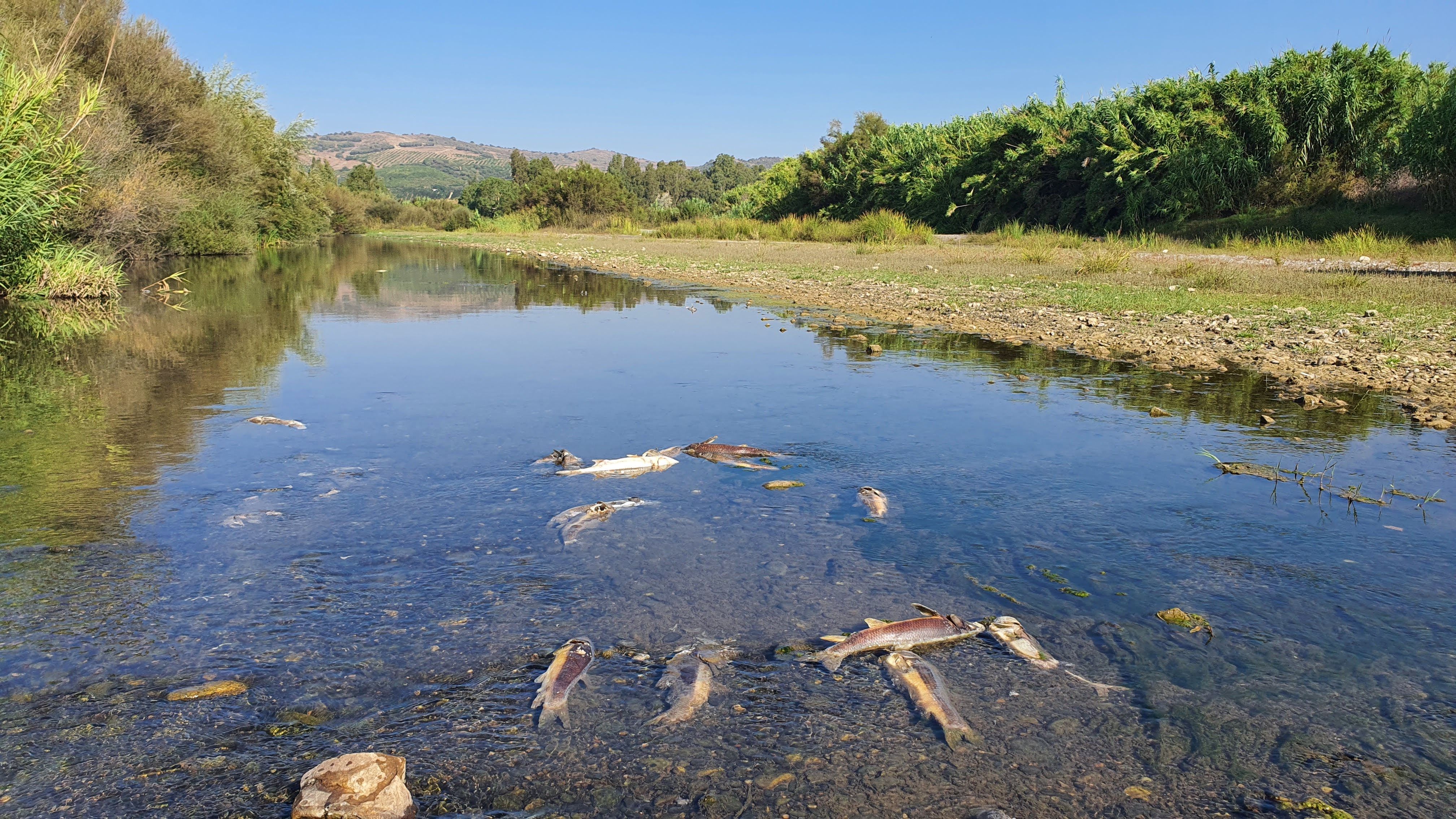 Ecologistas en Acción denuncia la aparición de «cientos de peces» muertos en la junta de los ríos Genal y Guadiaro