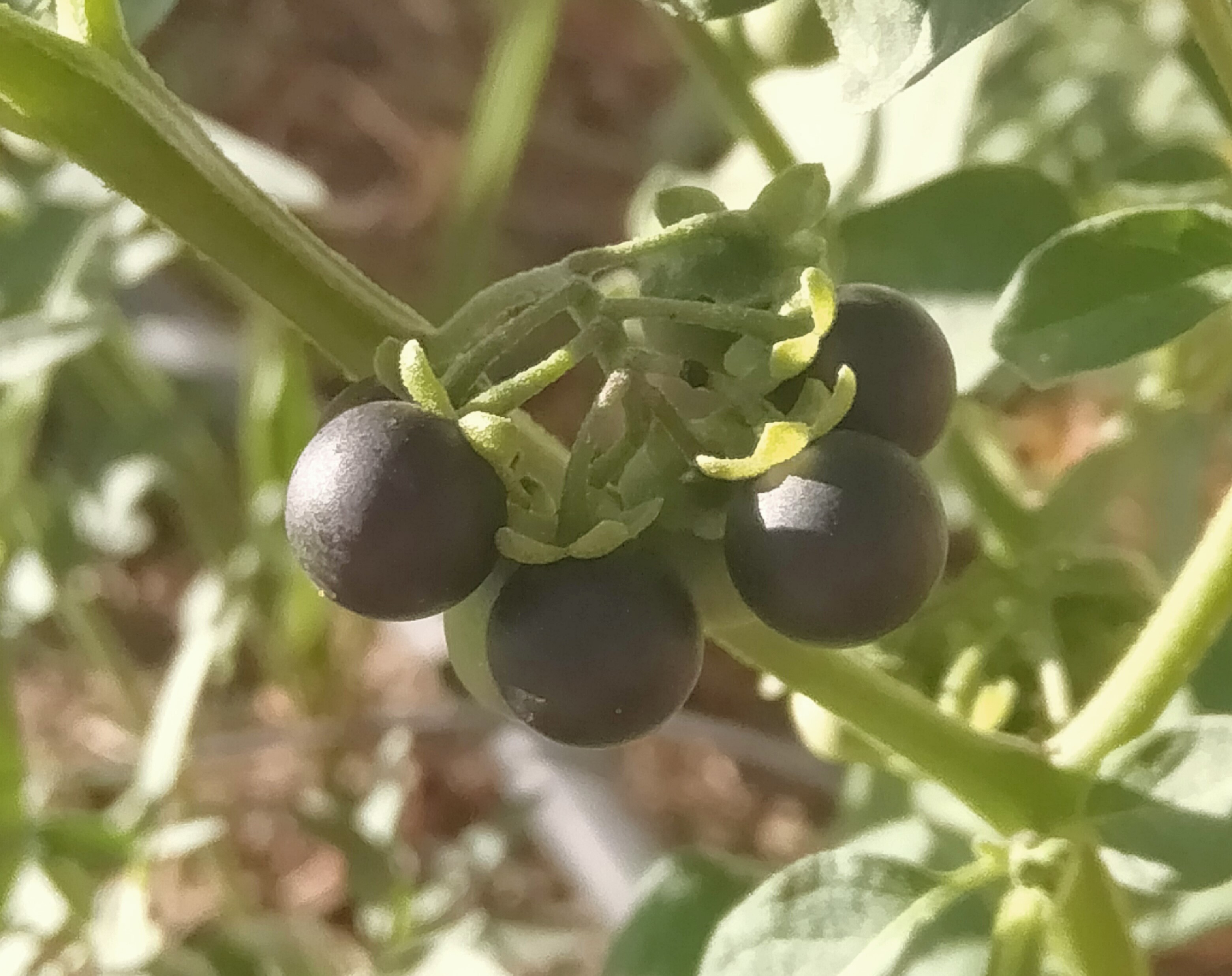Plantas de la Serranía de Ronda: Tomatillo del Diablo
