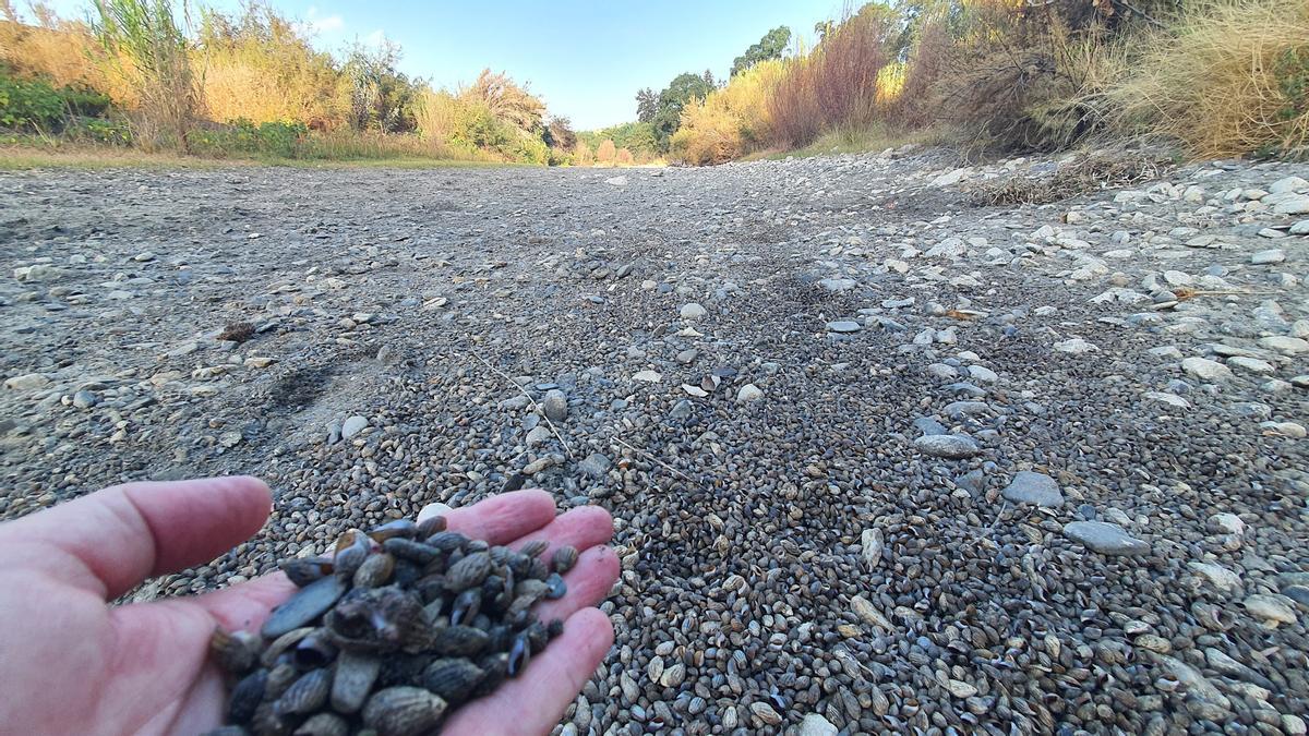 Ecologistas en Acción advierte de que el río Guadiaro «ha muerto en su zona media-baja»