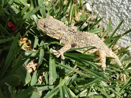 Ejemplar de salamanquesa localizado en la Serranía de Ronda. Foto Pasolargo.