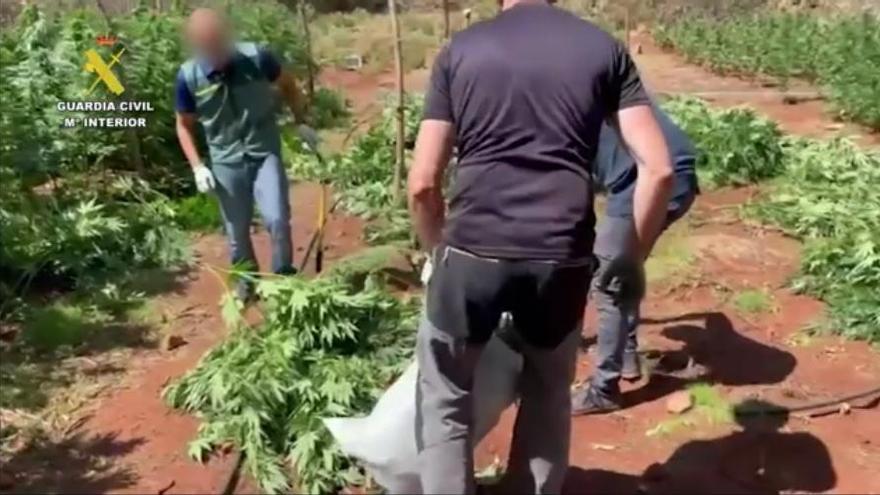 La plantación de drogas se encontraba en un lugar aislado del término de Igualeja.