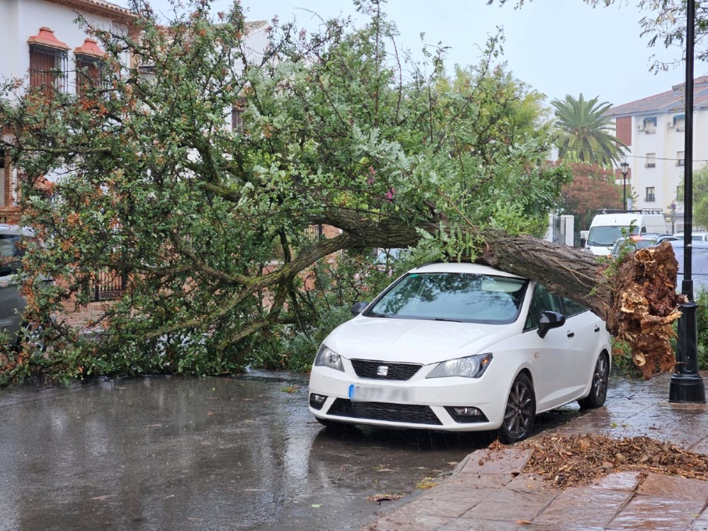 Las fuertes rachas de viento provocan la caída de árboles y de ramas en varios puntos de Ronda