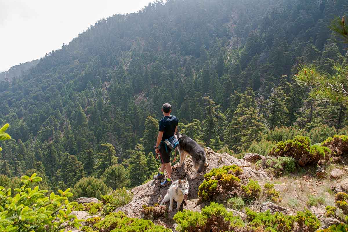 El Pinsapar de Sierra Bermeja es uno de los tres que existen en Andalucía.