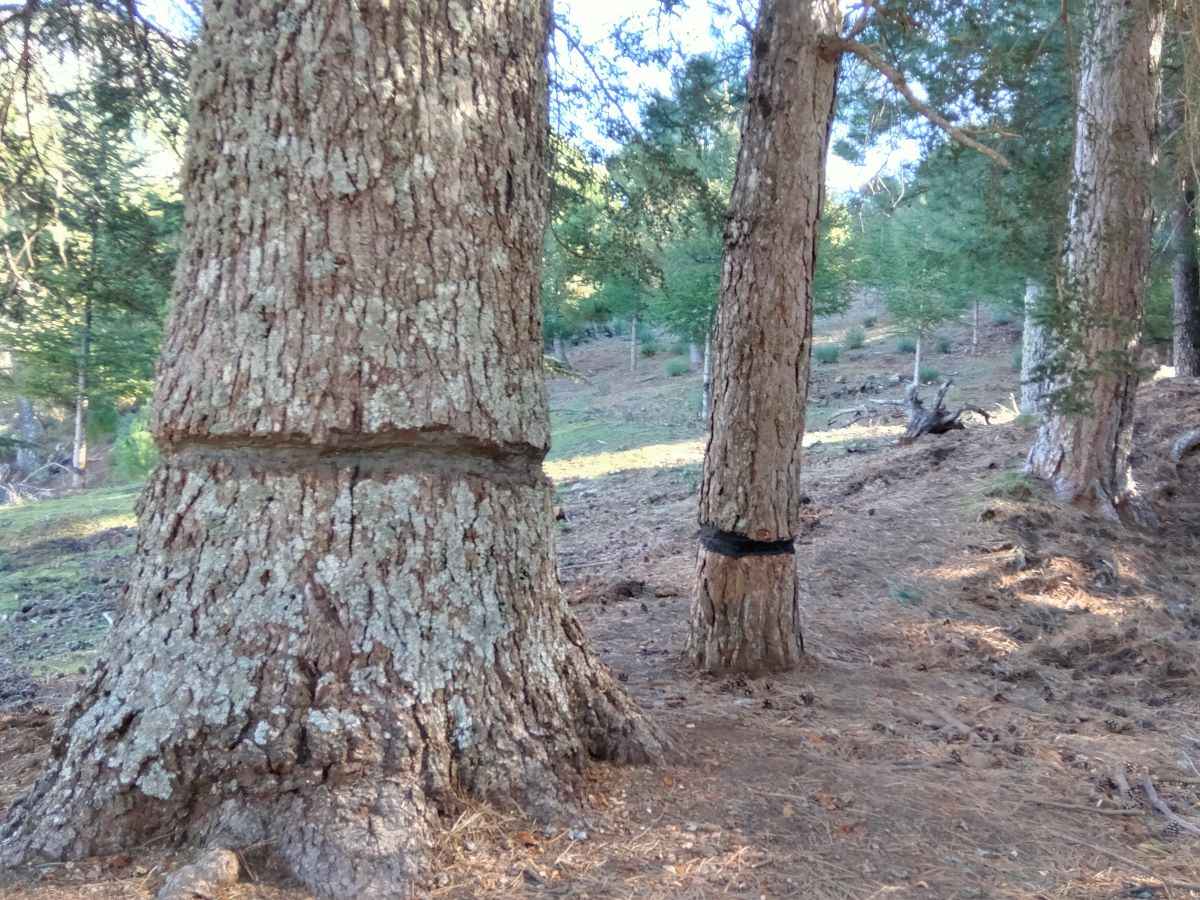 Unos «terroristas» medioambientales atacan a cedros centenarios en el Parque Nacional Sierra de las Nieves para eliminarlos