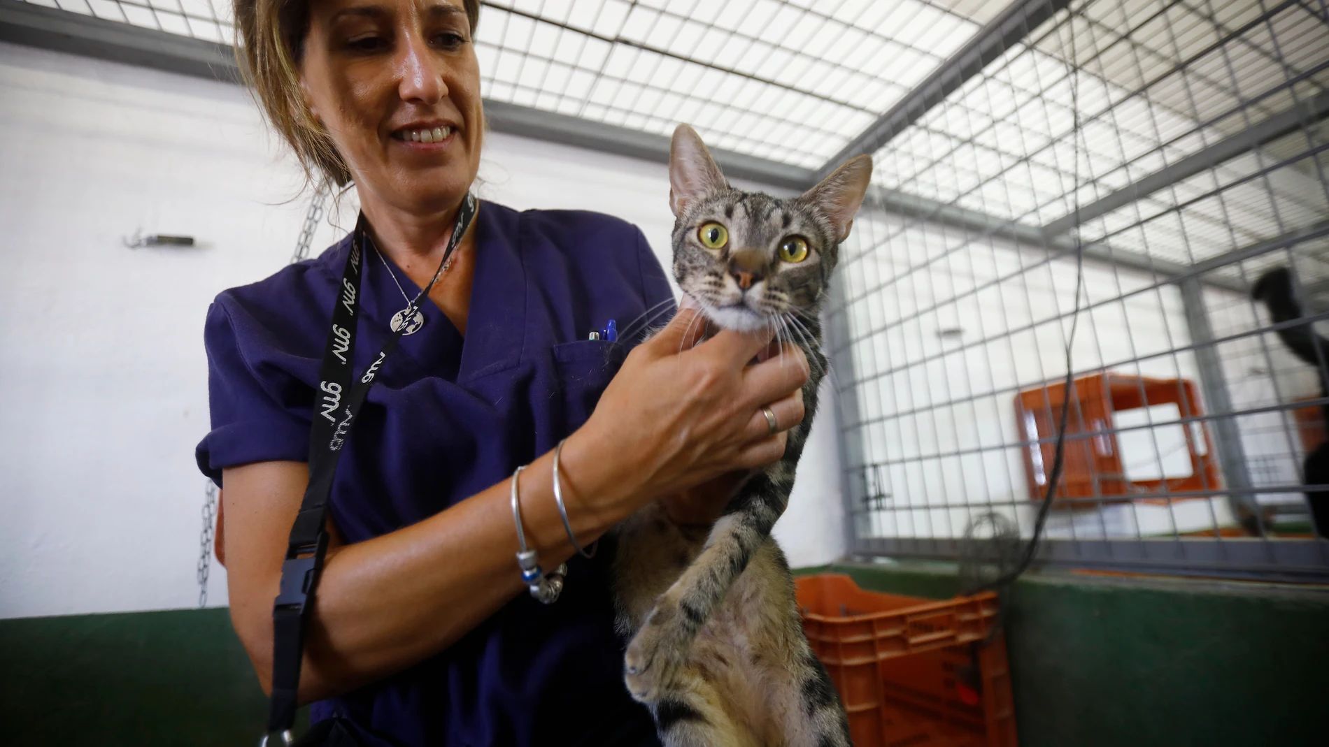 El Ayuntamiento y el Colegio de Veterinarios ya trabajan para la esterilización de las colonias incontroladas de gatos