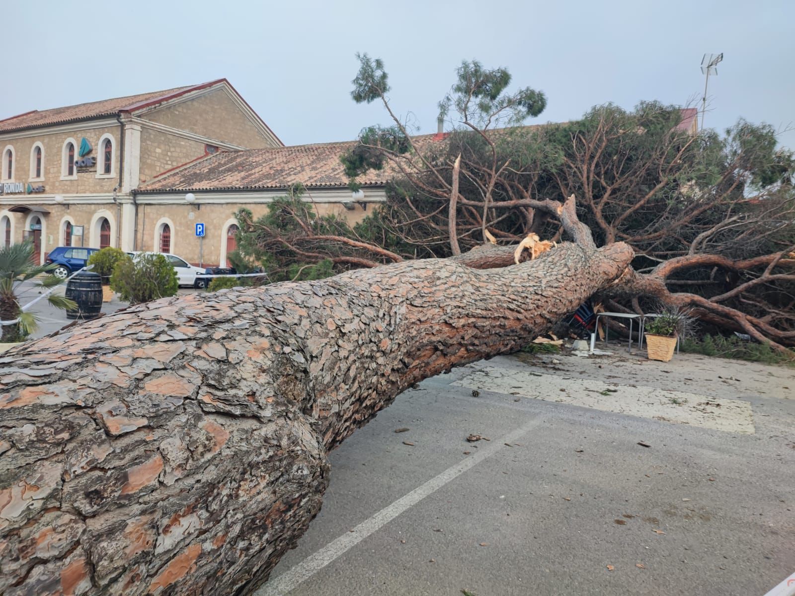Las fuertes rachas de viento provocan incidencias y la caída de un árbol de grandes dimensiones en la estación de Renfe