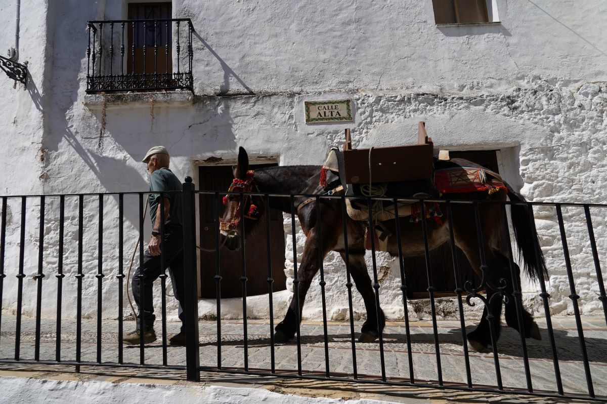 Tradiciones serranas: repartir la leña en mulos