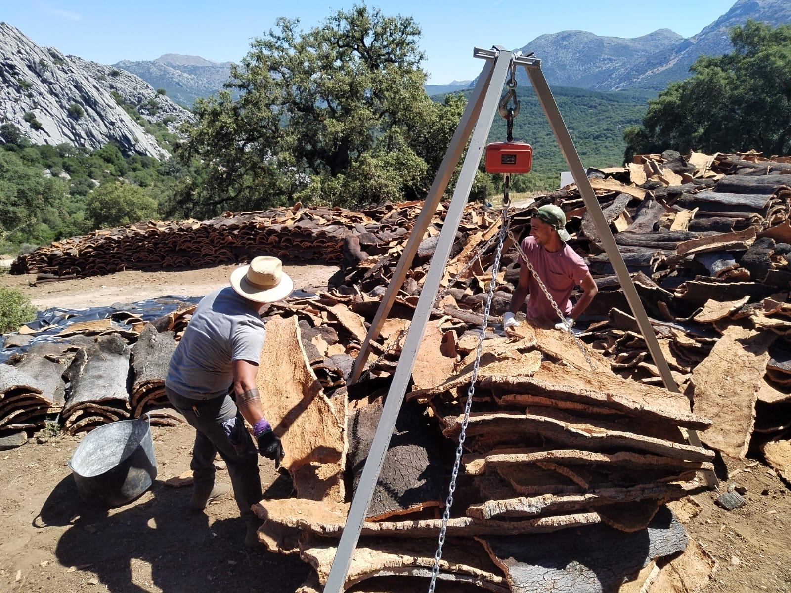 Ronda saca a concurso el corcho de Los Montes de Propios por 416.000 euros