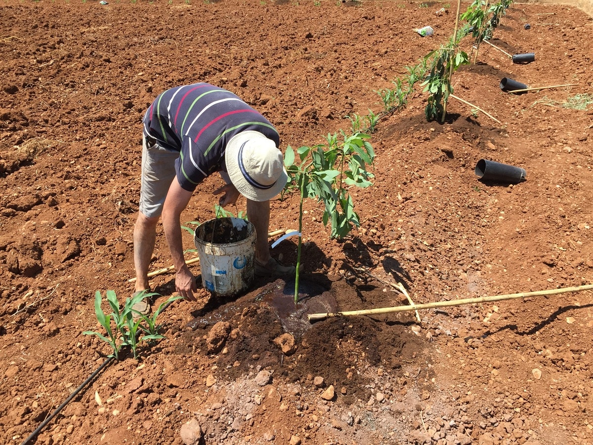 Ecologistas en Acción denuncia que los cultivos de aguacate están «robando» agua del río Guadiaro