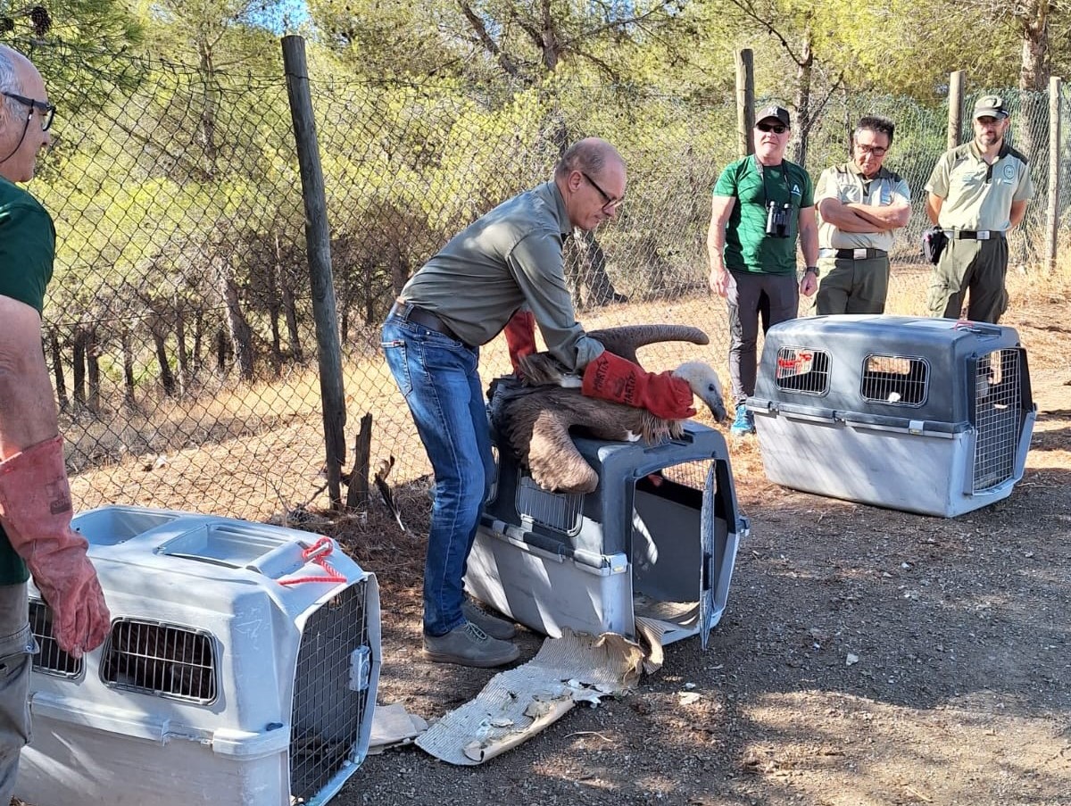 Liberan a dos buitres leonados que fueron localizados desnutridos en Ronda y Benaoján