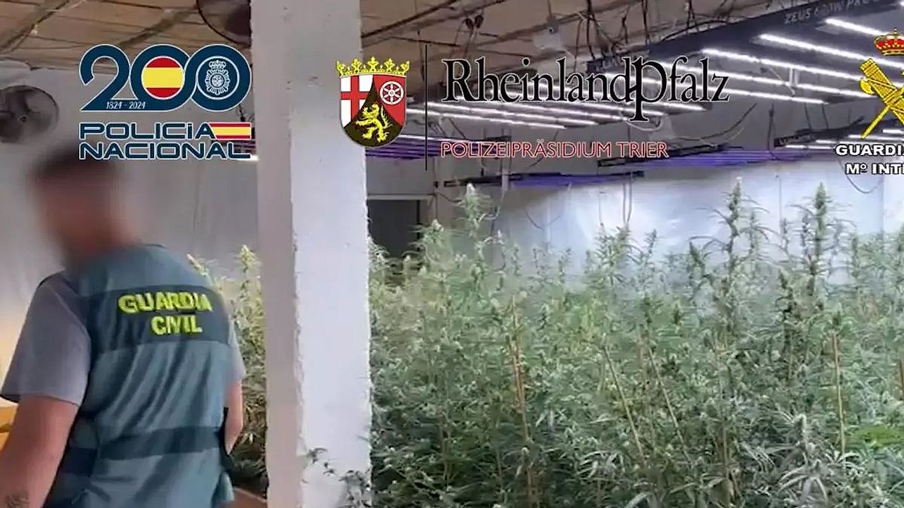 Desmantelan una plantación de marihuana en Arriate en una operación conjunta de Guardia Civil y Policía Nacional