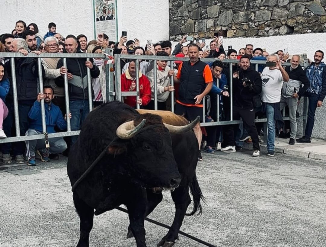Miles de personas llegan a Gaucín para correr el Toro de Cuerda del Domingo de Resurrección