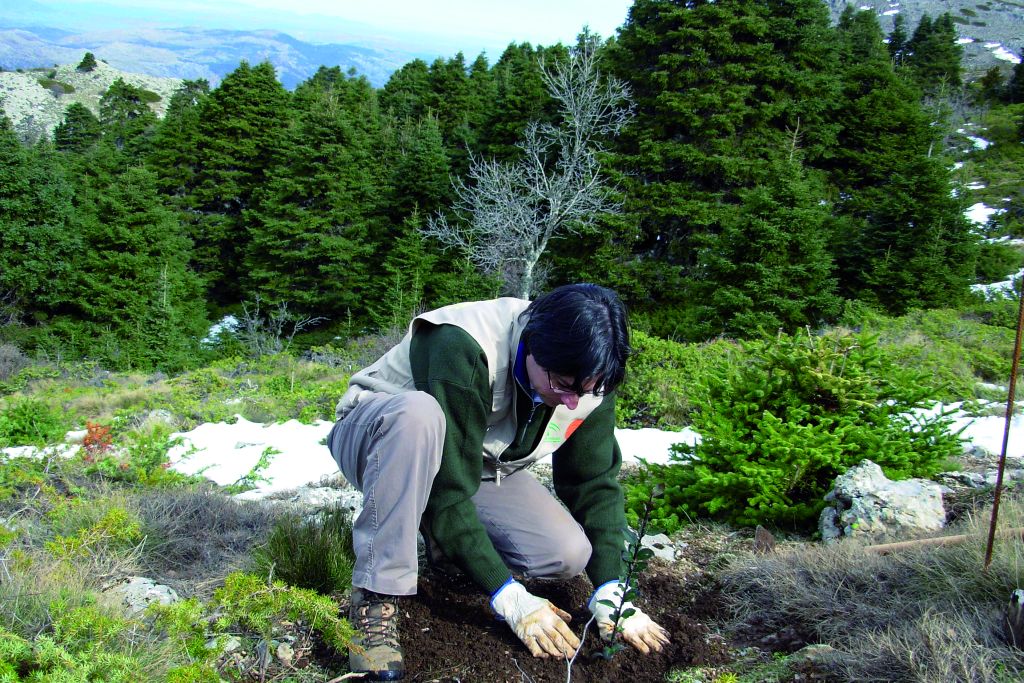 Andalucía aspira sacar al pinsapo de la lista de especies en peligro de extinción
