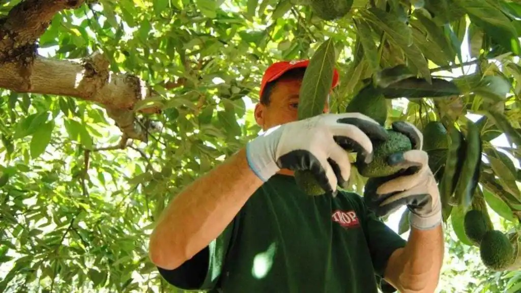 Los ecologistas muestran su rechazo a la expansión de los cultivos de aguacates al Valle del Genal