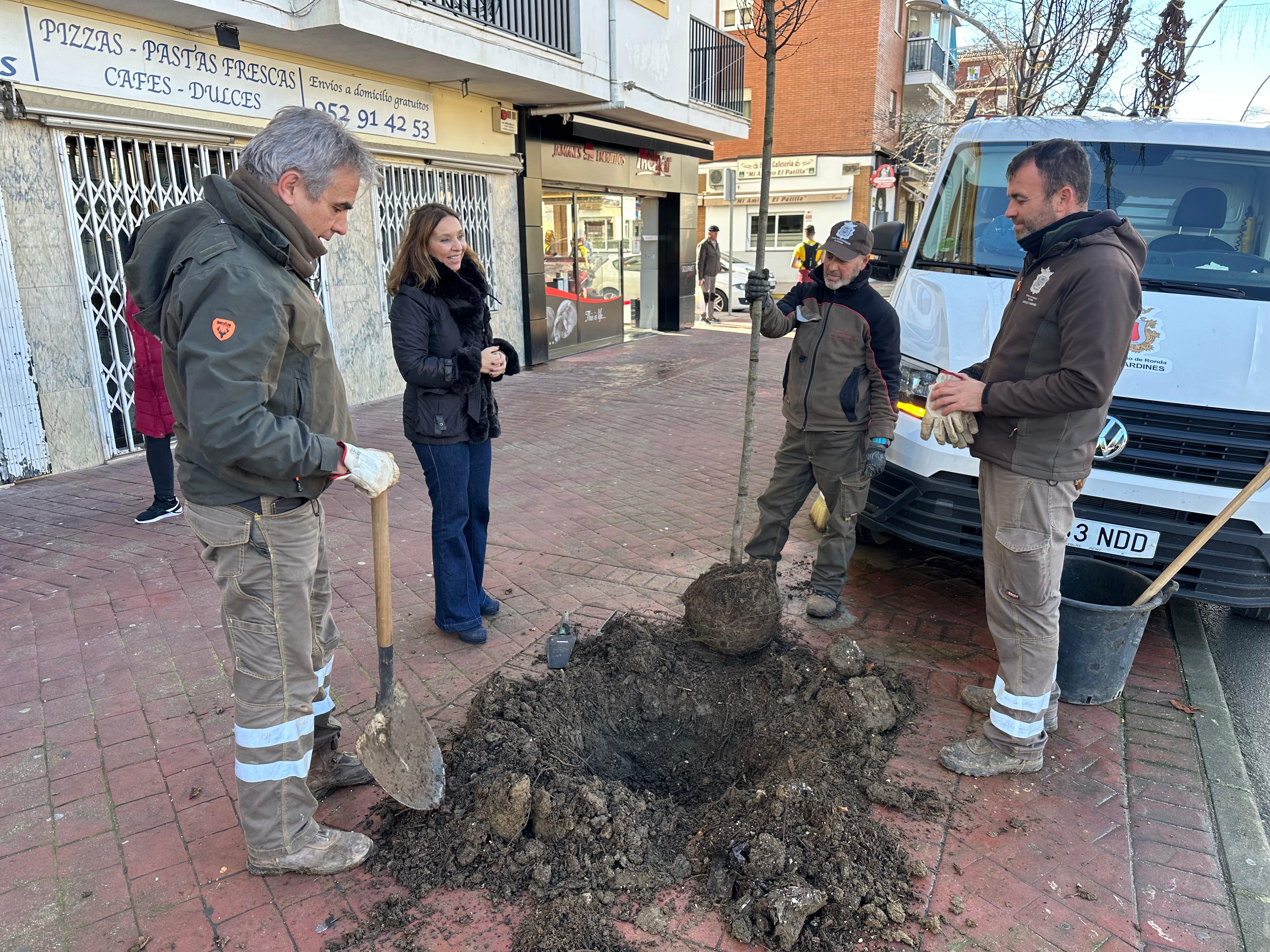 La Concejalía de Parques y Jardines planta 120 árboles en varias barriadas rondeñas
