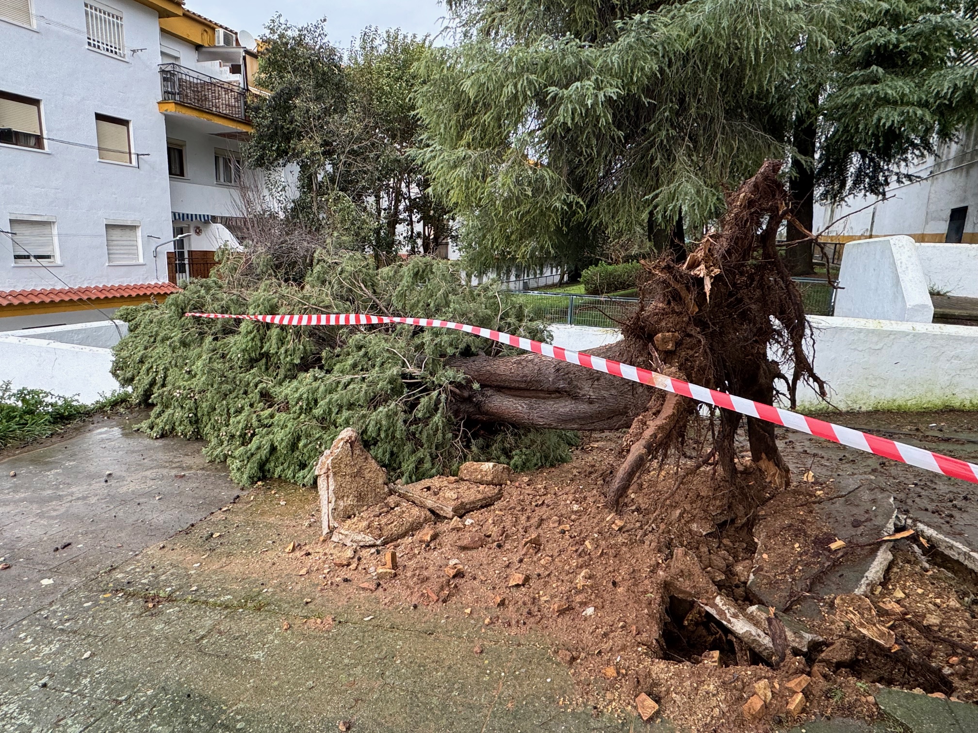 La borrasca deja más de 80 incidencias en Ronda, aunque de poca importancia