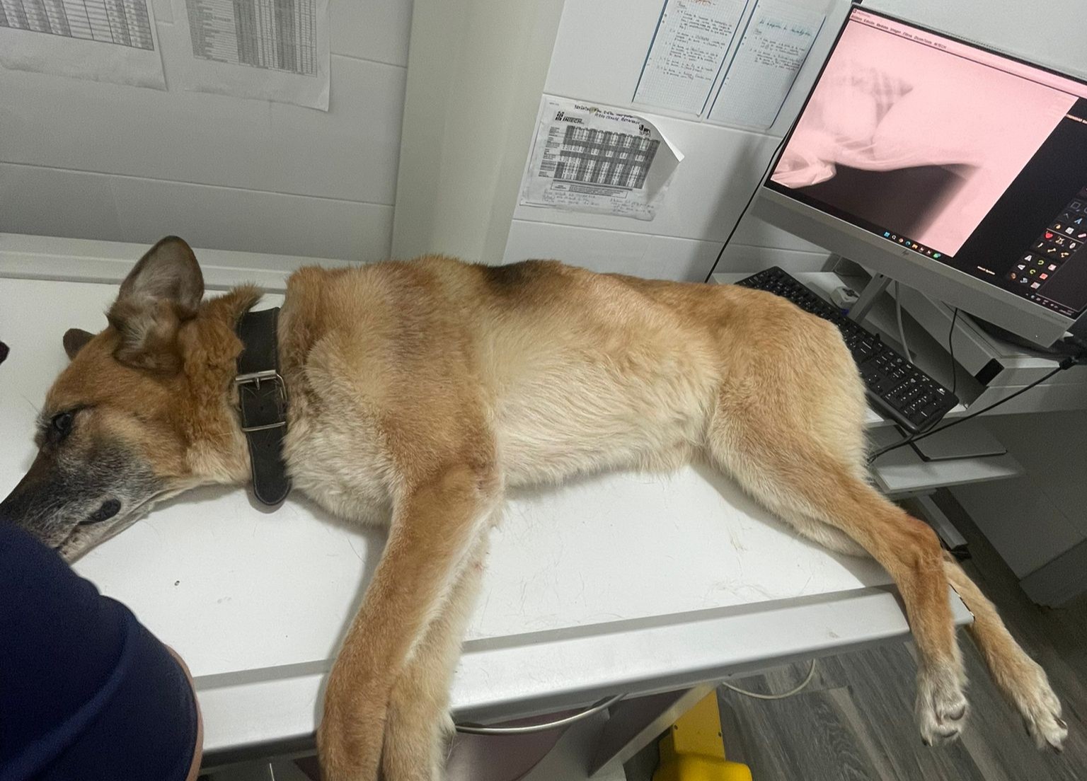 La mascota presentaba heridas leves y ha sido atendida en una clínica veterinaria.