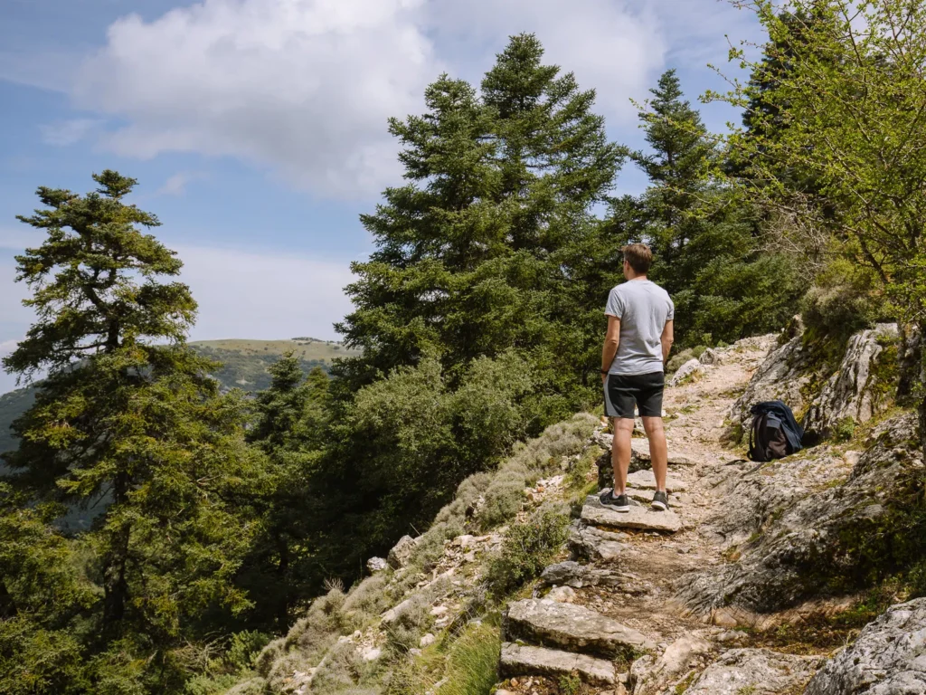 El pinsapo es una especie endémica y en peligro de extinción.