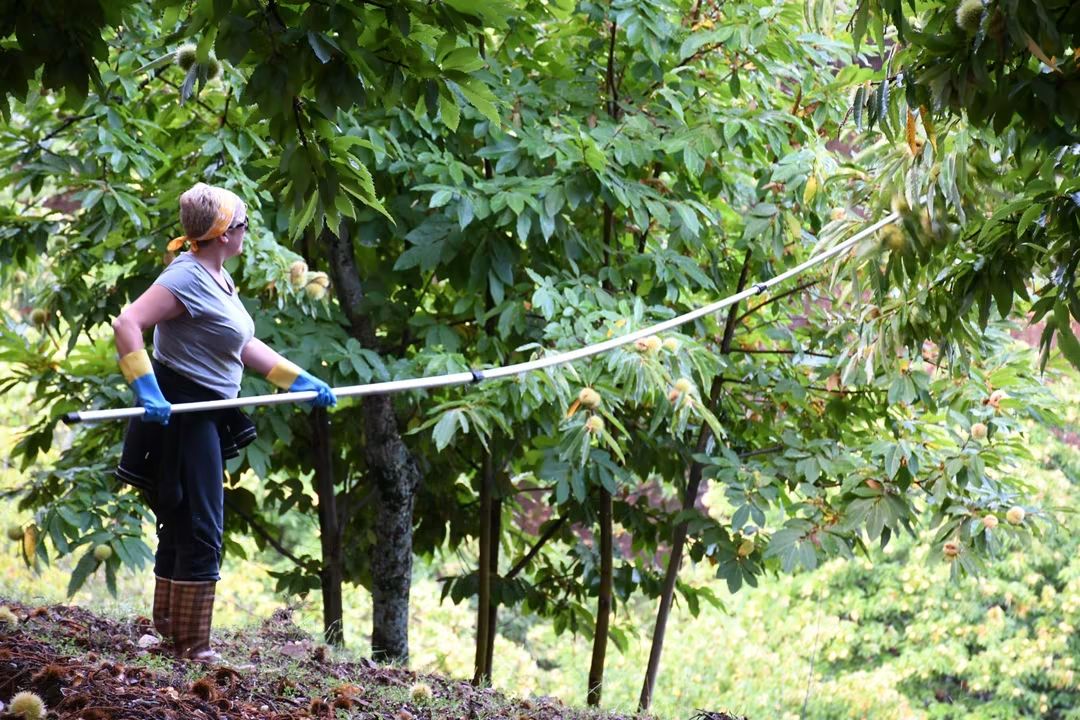 Una agricultora recogiendo castañas. Foto: José Antonio Gallardo Pérez.