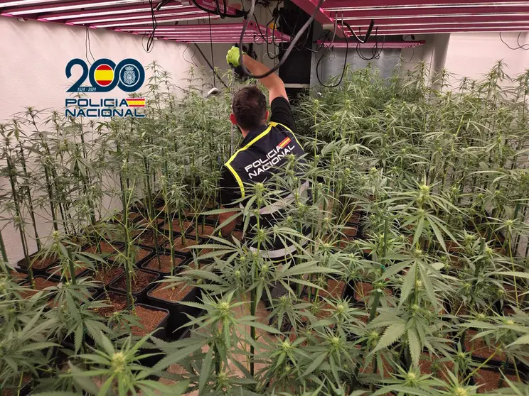 Durante el operativo policíal también se ha localizado una plantación de marihuana.